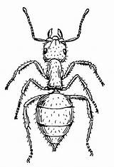 Ant Coloring Pages Animal sketch template