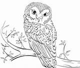 Printable Colouring Owls Scribblefun sketch template
