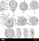 Sporozoites Stock Sporozoite Zoology Alamy Sporozoa Fig Manual Into Cell sketch template