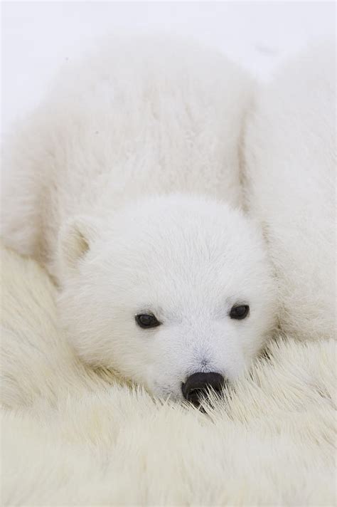 polar bear cub cuddling  mother photograph  suzi eszterhas