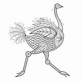 Ostrich Coloring Adult Illustration Vector Preview sketch template