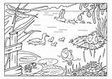 Lente Sloot Dieren Voorjaar Kikker Zoeken Leven Colouring Staatsbosbeheer Bloemen Ashx Plas Drawings Pond Oma Bord sketch template