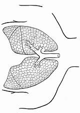 Malvorlage Lungen Polmoni Pulmones Disegno Lungs Colorare Lunge Longen Ausmalbilder sketch template