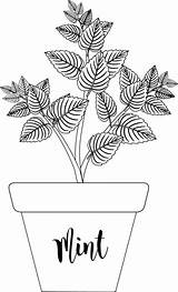 Mint Clipart Outline Herb Planter Plants Labeled Transparent Medium Gif sketch template