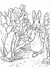 Rabbit Peter Fun Kids sketch template