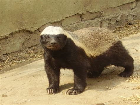 honey badger animals amazing facts latest pictures  wildlife