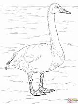 Coloring Swan Tundra Pages Whooper Animals Swans Drawing Printable Trumpeter Arctic Printables Colouring Designlooter Taiga Värityskuva Drawings Owl Popular Bird sketch template