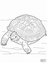 Tortoise Sulcata Coloringbay Ausmalbilder Snapping Designlooter sketch template