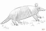 Coloring Armadillo Pages Drawing Banded Nine Draw Printable Animal Tutorials sketch template