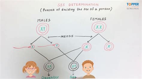 sex determination icse class 10 biology youtube