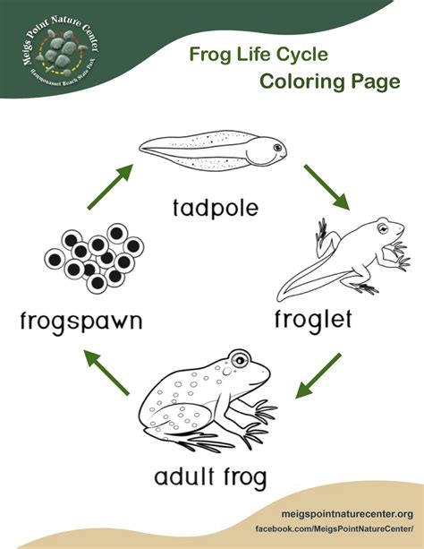 printable life cycle   frog worksheet