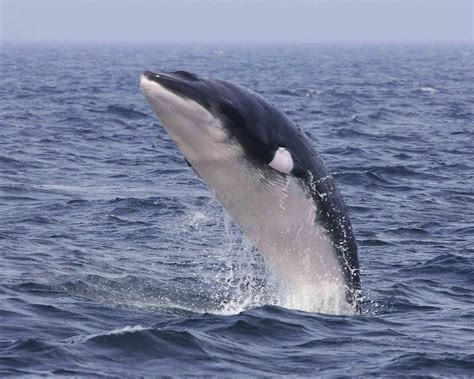 minke walvis duikvereniging minke dive