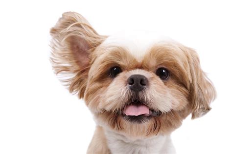 properly cleaning  dogs ears american animal hospital