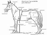 Horse Parts Anatomy Printable Worksheets Label Horses Fill Test Drawing Blanks Structure Point sketch template