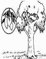 Mango Tree Coloring Pages Drawing Getdrawings sketch template