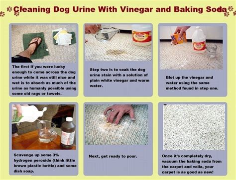 vinegar  baking soda remove dog urine  carpet