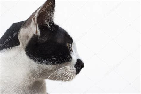 cat side view head side view  cat head  white stock photo