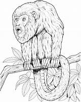 Monkey Coloring Pages Tamarin Tree Howler Monkeys Color Realistic Printable Primate Branch Comments Sitting 78kb 2134 sketch template