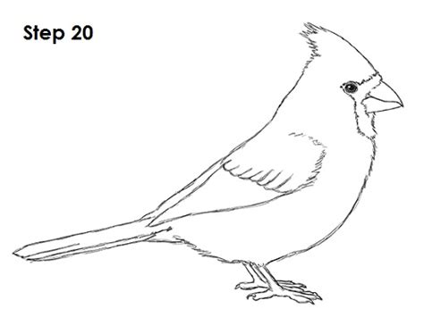draw  cardinal video step  step pictures