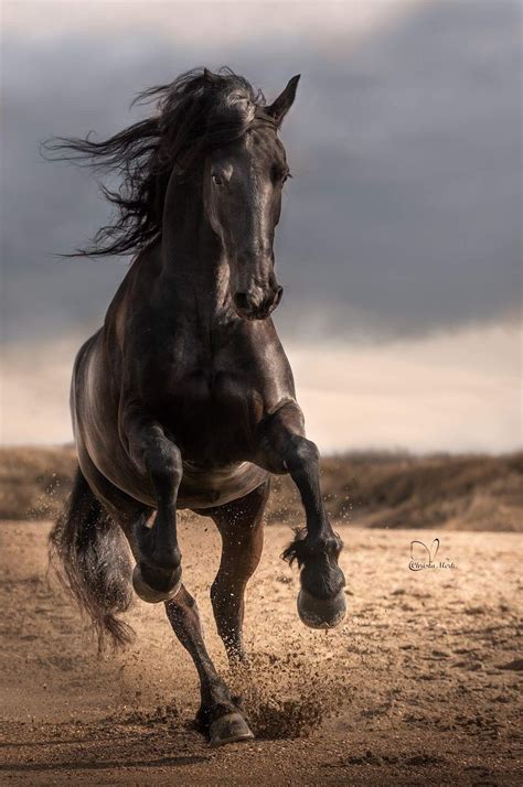 pin  natalia skoczylas  beauties  nature horses pretty horses horse photography