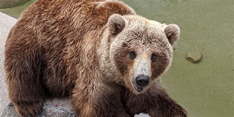 redefining bear necessities denver zoo