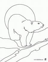 Oso Arctic Urso Pintar Osos Polares Hellokids Querer Línea sketch template