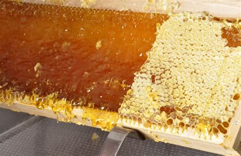 long    honeybees   honey bee keeper facts beekeeping  beginners