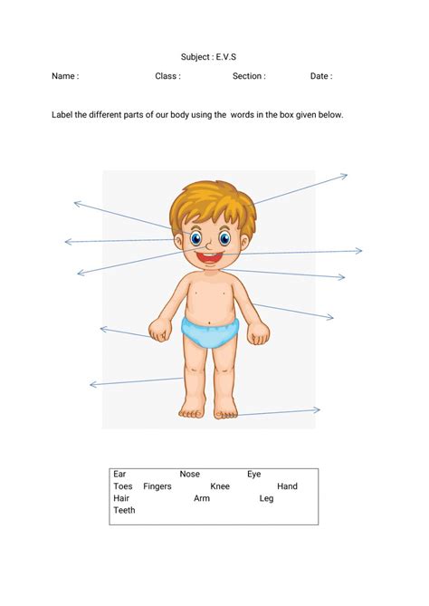 body parts  class  worksheet