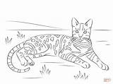 Bengal Coloring Cat Designlooter Tabby Spotted Brown Click sketch template