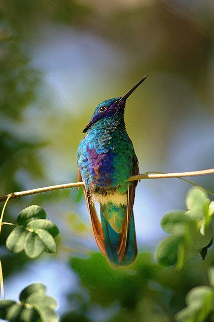 hummingbirds  rarely      remarkable  colors