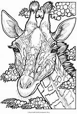 Coloring Pages Giraffe Adult Animal Adults Printable Animals Wild Book Colouring Books Color Creative Haven Kids Portraits Men Drawings Dover sketch template