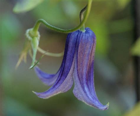 graceful dark purple bell shaped flowers clematis integri flickr