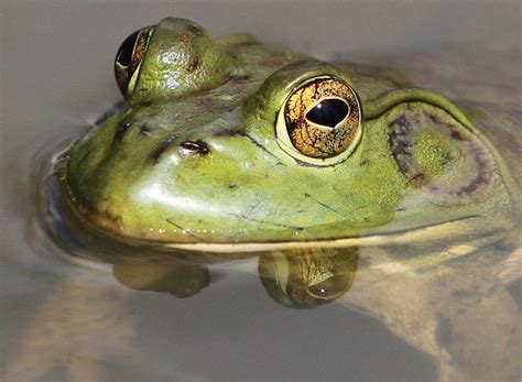 bc frog hunter  mission  eradicate destructive american bullfrogs ctv news