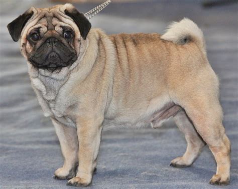 pug dog breed  grooming health temperament facts