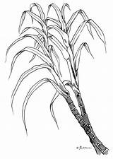 Sugarcane Cane Draw Plant Sugar Drawing Colouring Drawings Pages Sketch Sugarcan Stem Coloring Paintingvalley Source Template sketch template