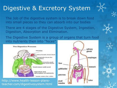 Ppt Digestive Excretory Systems Ch Powerpoint Presentation Id Hot Sex