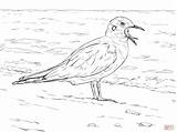 Seagull Drawing Coloring Gull Flying Pages Bonaparte California Main Supercoloring Seagulls Gulls Printable Two Skip Drawings Sheets Paintingvalley sketch template
