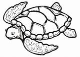 Tartaruga Marinha Turtle Turtles Tudodesenhos sketch template