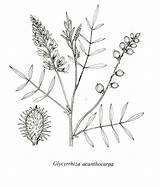 Glycyrrhiza Flora 1986 Edn 325a Jessop 4th Fig Ed Australia Source South sketch template