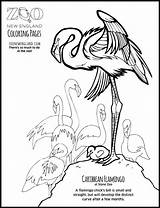 Coloring Flamingo Zookeeper Zoo Pages Chilean Put Color Zne Coloringpages Getcolorings Designlooter sketch template