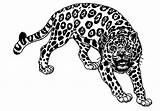 Jaguar Jaguares Dibujo Mural Colorea sketch template