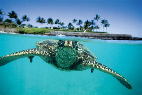 happy world turtle day hawaii bound vacations