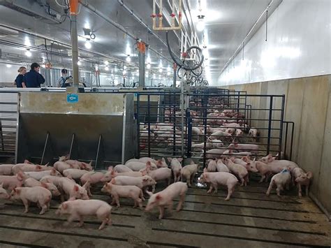 modern pig factory farming  reality     view