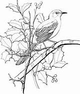 Coloring Mockingbird Bird Tree Pages Northern Color Perched Blossom Apple Gif State River Animals Birds Printable Painting Wild Colouring Print sketch template