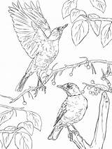 Coloring Pages Robins American Two Robin Printable Thrush Print Categories Template Coloringtop sketch template