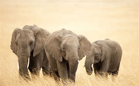 olifanten achtergronden