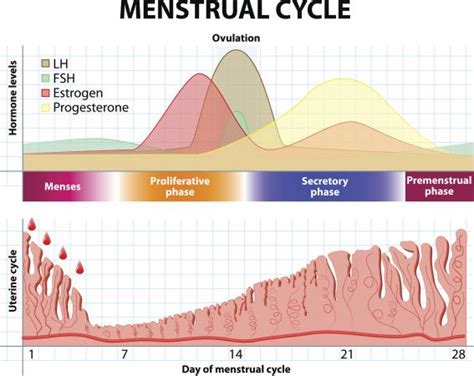 menstrual cycle after sex oral sex