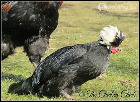 How To Sex Chickens Male Or Female Hen Or Rooster The