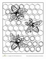 Bee Coloring Pages Honeycomb Bees Color Adult Colouring Insect Grade Book Sheets Printable Printables Adults Education Worksheets Getcolorings Print Worksheet sketch template