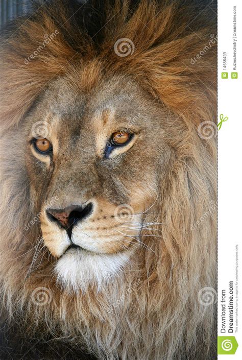 snuit van een leeuw stock afbeelding image  gevangenschap
